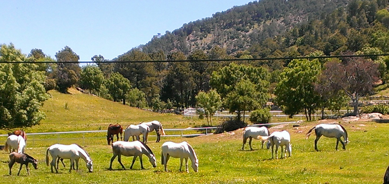 Casa Rural El Rinc�n de Gredos