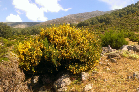 Casa Rural El Rincon de Gredos