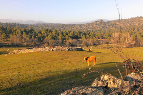 Casa Rural El Rincon de Gredos
